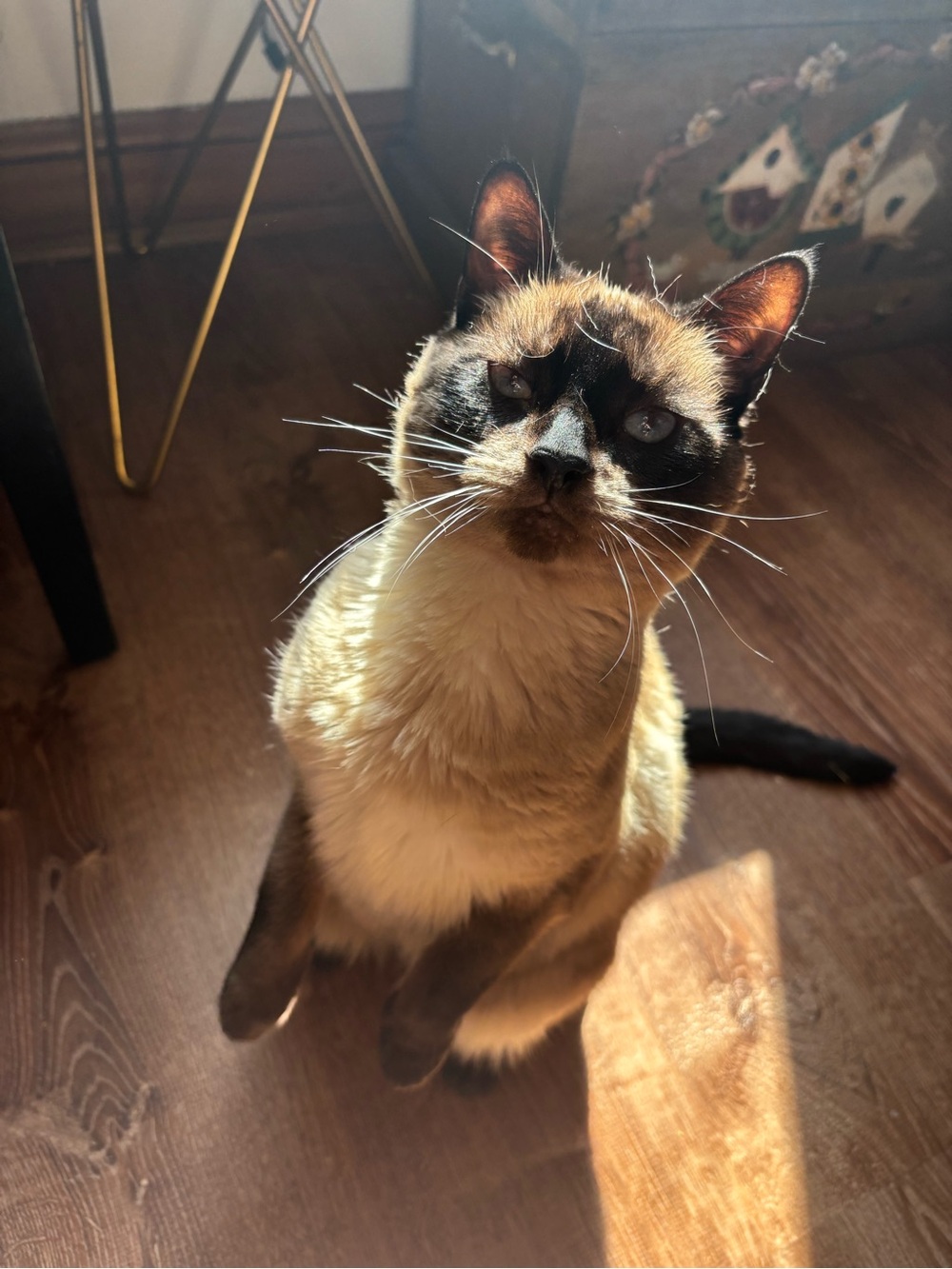 Meet your Posher, Patricia